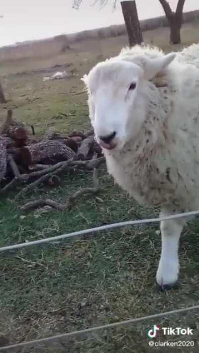 Oscar oscar oscar oscar oscar oscar