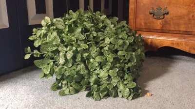 Two and a half hour time-lapse of my nerve plant being watered