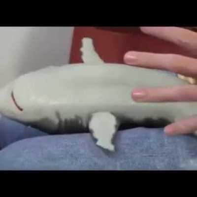 Pet shark 🦈