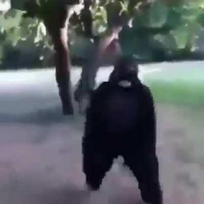 Gorilla with banana for scale