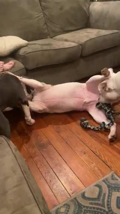 Jolly is a great foster dad.