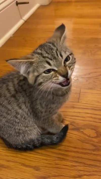 illegally smol criminal angry at foiled plans