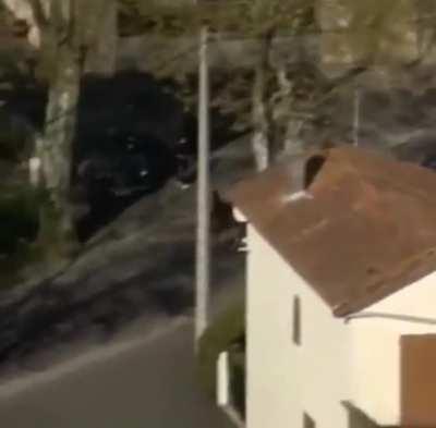 A horse sneaks into The Tour De France! 🇫🇷🐎