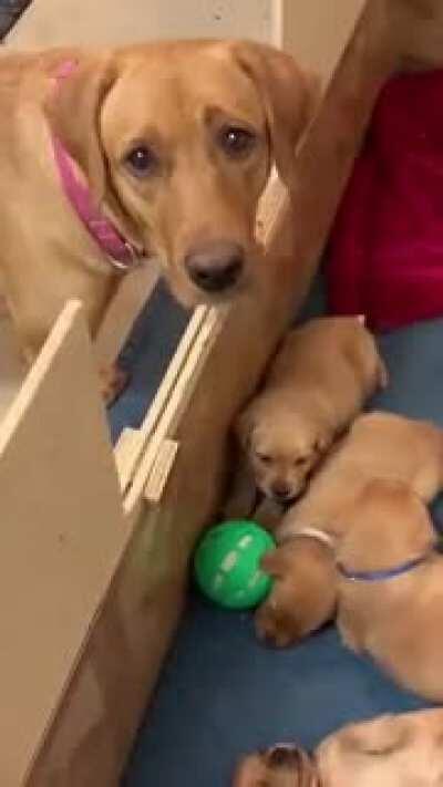 Pets and plays not given