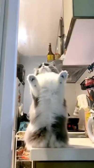Cat.