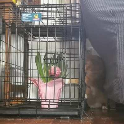 To protect the plant.