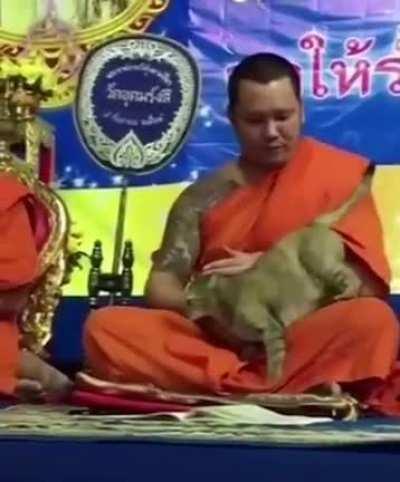 Буддист и кот
