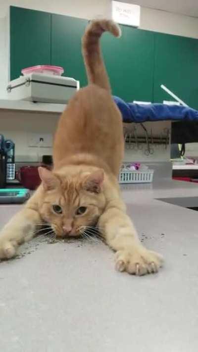 Catnip's one hell of a drug