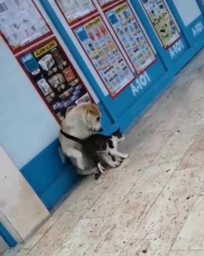 Stray Cat and Dog befriend each other