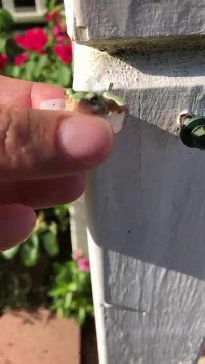 Heat index was 110 degrees so we offered him a cold drink. He went for a full body soak instead