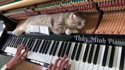 I’ve only ever seen the piano structure in cartoons