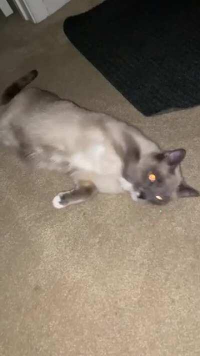 Momo wants attention