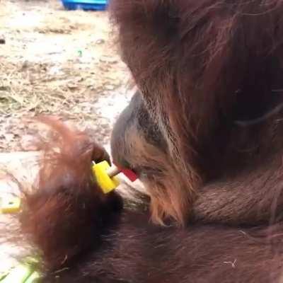 ele gosta de brincar