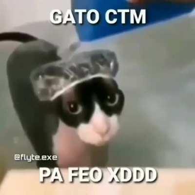 Gato qliao feo siono