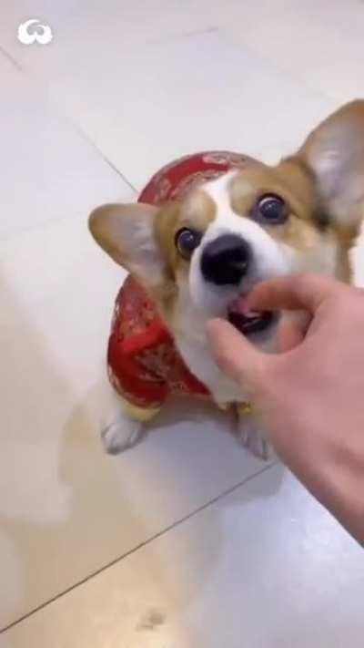 Corgi says 