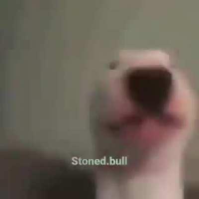 walter doesn't just slide left. walter slides into your girl's DMs