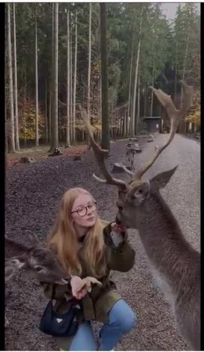 Lowering your head to buck level with Rudolph