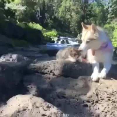 Cat gets adopted by a dog and thinks she's a husky