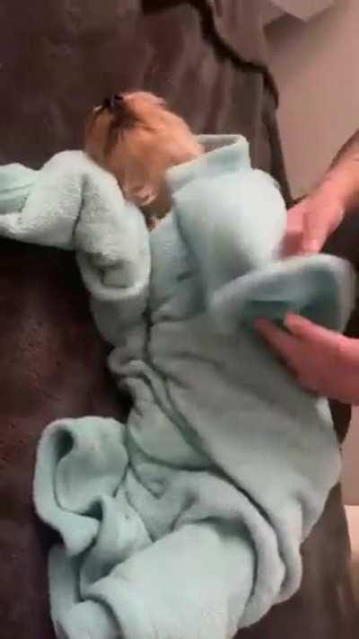 Dog Follow Dad to Get Tucked In