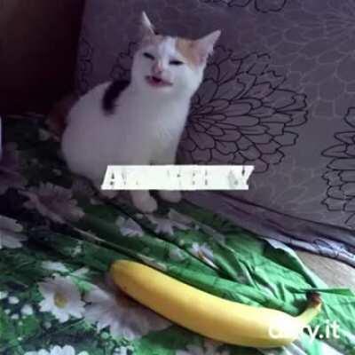 Cat No Banana - 