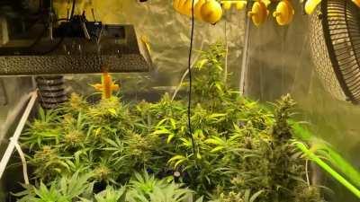 My hobby grow #notatester