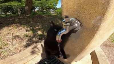 Guy notices a cat just hanging out by a water fountain and turns the tap on