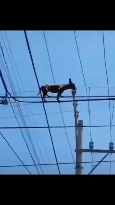 Pero para cobrar si son buenos 😡