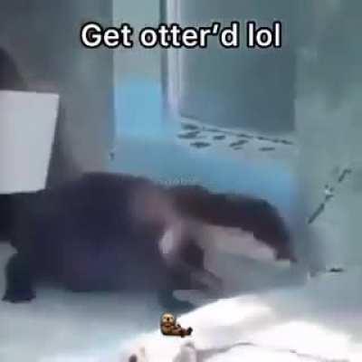 Get otter'd
