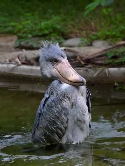 🔥 Young Shoebill yet to master the whole balance thing