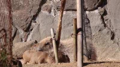 Nothing much, just some baby capybaras not letting their mother sleep.