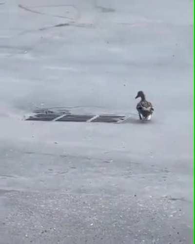 Poor mama duck dies inside