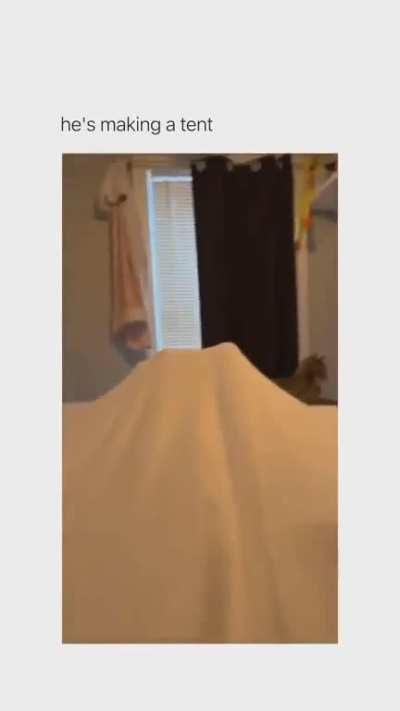 ï¼ï¼  Found a kitten orange.