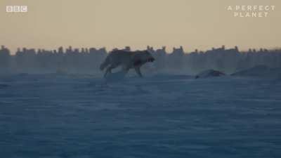 When Arctic Hares get their fluffy winter coats, they start moving in huge herds.