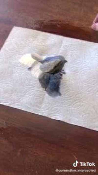 Breaking reality with a bird in the hand