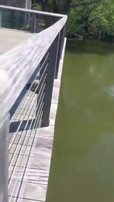 That last one did a back flip!