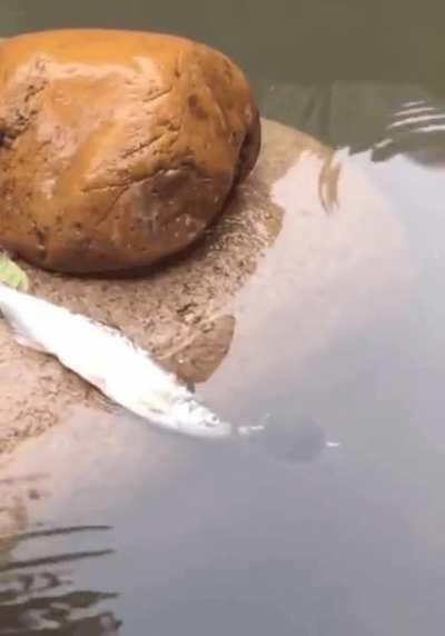 Little turtle helps the fish to get back to the water