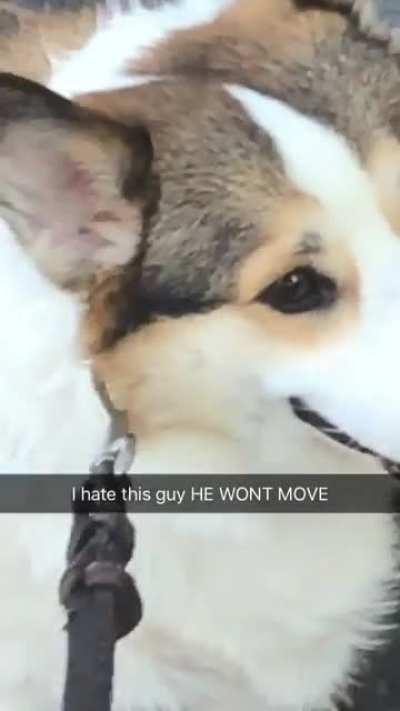 Pretty sure my dog is dreaming about food with that smile on his face