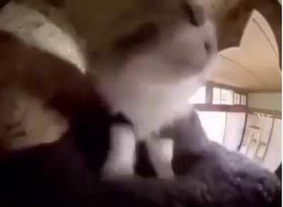 any nekofreak mod fans out there?