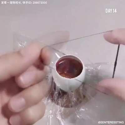 chicken being grown in the duck eggshell