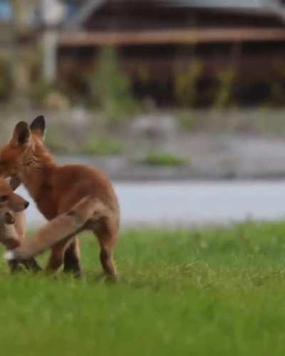 playing time for 2 fox