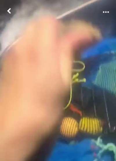 Man causally picks up and throws sea snake