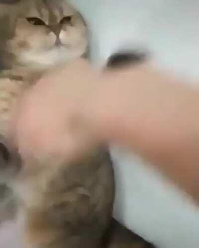 Contemplem o Mestre Fofura!