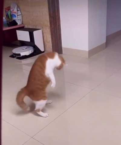 Catculated Effort To Trick His Own Tail