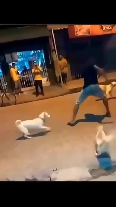 Başıboş köpekler ile en iyi mucadele yontemi