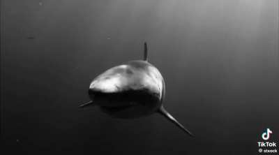 Tubarao daddy farmando aura