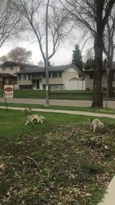 A drove of jackrabbits in Idylwylde