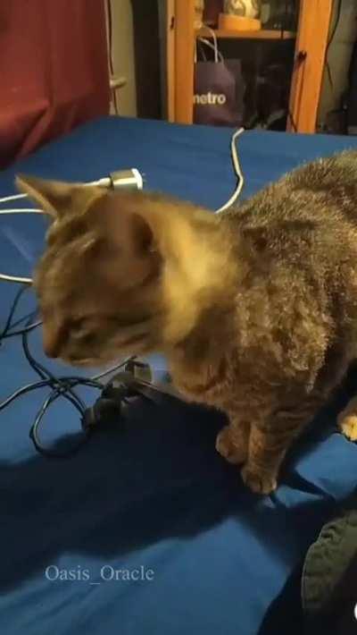 Gfs cat Meow faces Judgement 