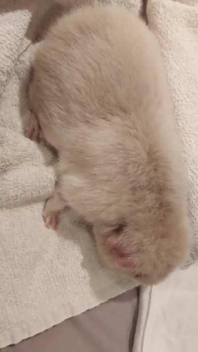 8 year old Sow, is this a normal noise?