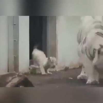 I'm a dangerous little tiger