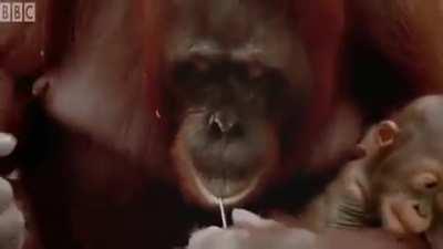 Orangutang living the construction life